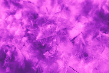 Fototapeta premium Beautiful abstract blue and purple feathers on darkness background and colorful soft white pink feather texture pattern