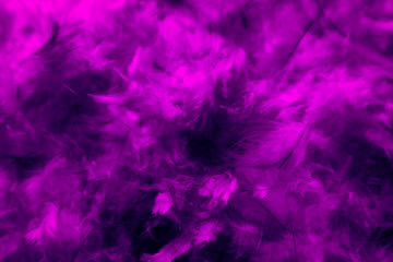 Beautiful abstract blue and purple feathers on darkness background and colorful soft white pink...