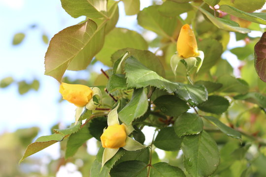  Yellow rose bloomed on an autumn bush