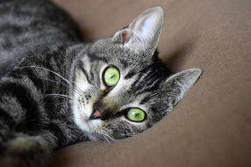 European Shorthair cat relaxing time