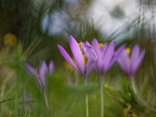 Crocus sauvages 