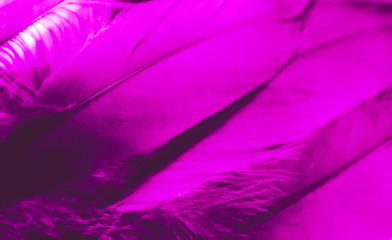 Fototapeta premium Beautiful abstract blue and purple feathers on darkness background and colorful soft white pink feather texture pattern