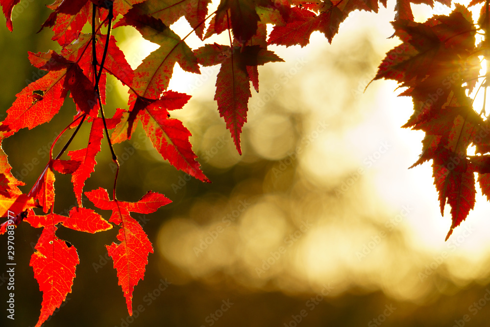 Canvas Prints red maple on sunlight coloerful bokeh background. autumn leaves on a background