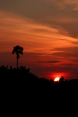 silhouette of tree at sunset