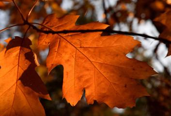 Naklejka na ściany i meble autumn leaves in the sun autumn time