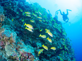 パラオ_ペリリュー_スキューバダイビング