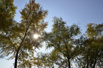 Autumn, blue sky. The sun breaks through the yellow leaves of the trees.