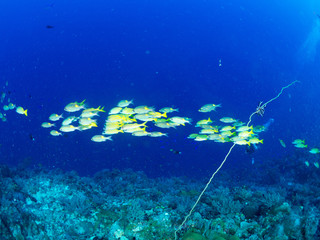 パラオ_ペリリュー_スキューバダイビング