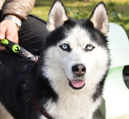 Portrait of a beautiful husky dog ​​with blue eyes.