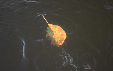  autumn leaf in water sesonal 