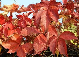 Beautiful red leaves of wild grape.