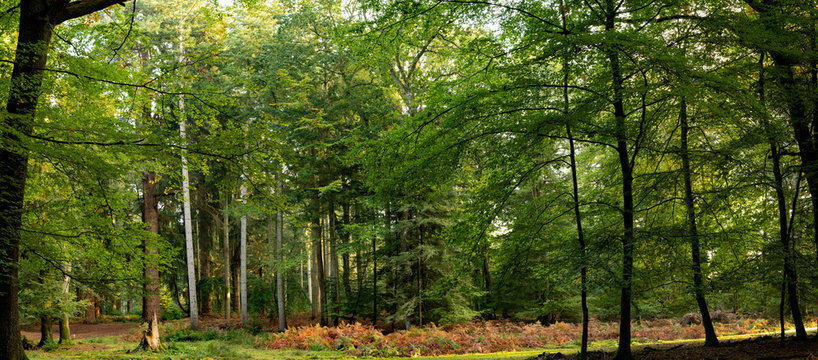 Panoramic photography of trees in new forest national park during early autumn season