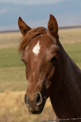 Obraz premium horse