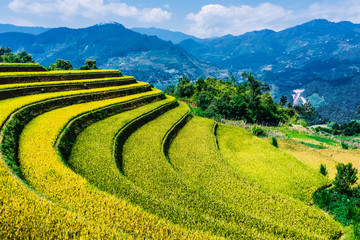 Landscape view of rice fields in Mu Cang Chai District, VIetnam