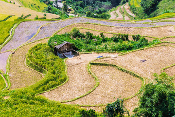 Landscape view of rice fields in Mu Cang Chai District, VIetnam