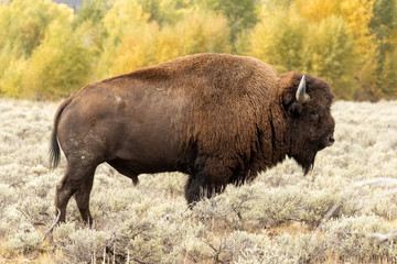 big buffalo