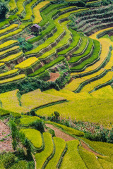 Querformat von Reisfeldern im Distrikt Mu Cang Chai, VIetnam