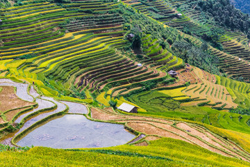 Landscape view of rice fields in Mu Cang Chai District, VIetnam