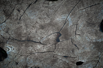 Wood texture of a cut trunk of an old tree with a pattern, close-up