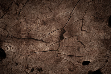 Wood texture of a cut trunk of an old tree with a pattern, close-up