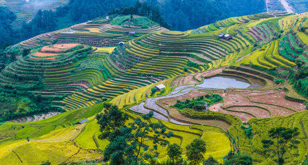 Landscape view of rice fields in Mu Cang Chai District, VIetnam