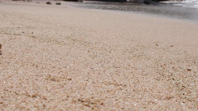 Hermit crab walking on tropical beach