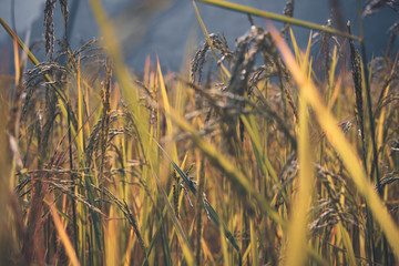 Fototapeta premium Field of wheat Plants 