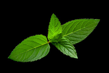 Fototapeta na wymiar Peppermint leaf closeup