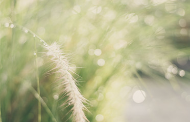 Naklejka premium Grass flower in meadow with light effect for nature background concept