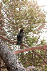 Black cormorant with yellow beak sitting on a pine branch near the lake Baikal. Phalacrocorax carbo standing on the coniferous tree