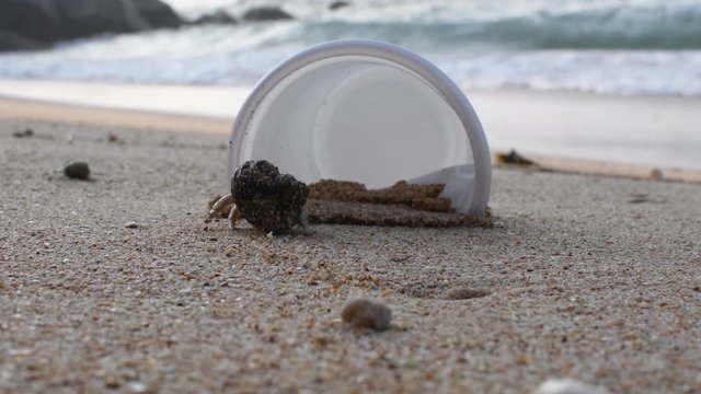 Hermit Crab living at plastic polluted beach