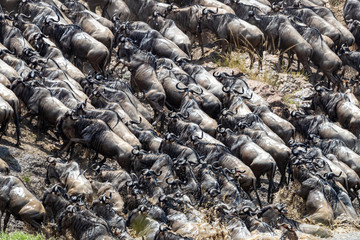 wildebeest scranble up the banks of the mara River