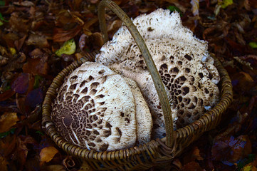 Parasolpilze im Korb