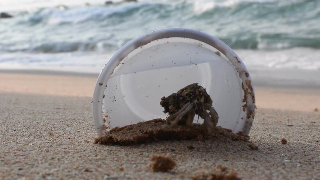 Hermit Crab living at plastic polluted beach