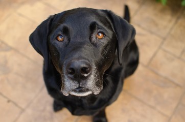 black labrador