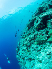 パラオ_ペリリュー_スキューバダイビング