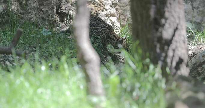 Ocelot (Leopardus pardalis), Wild Cat puppy playing in front of the den