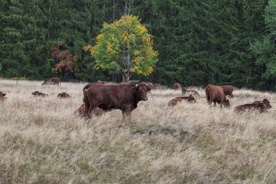 Rotes Harzer H&ouml;henvieh