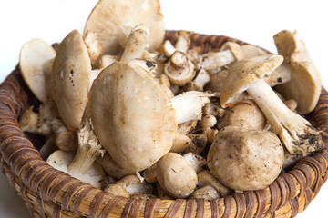 Champignons