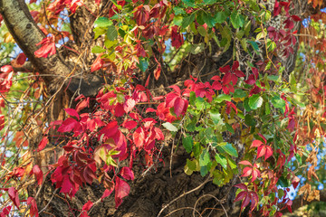 Natural colorful autumn background of wild grape leaves. Colors and texture of autumn