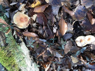 mushrooms on the tree