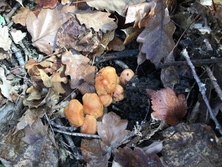mushrooms in the forest