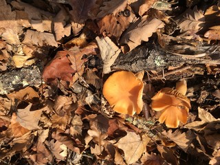 autumn leaves on the grass