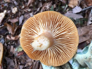 group of mushrooms in forest