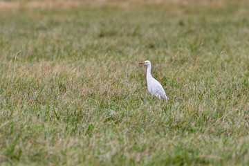 Great egret-Grande Aigrette (Ardea alba)