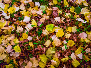 Buntes Herbstlaub auf einer Wiese