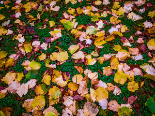 Buntes Herbstlaub auf einer Wiese