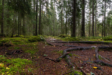 Path in autumn forest shot from ground level