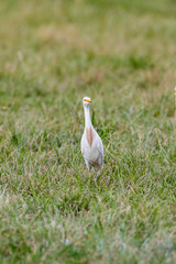 Great egret-Grande Aigrette (Ardea alba)