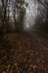 fog in the forest